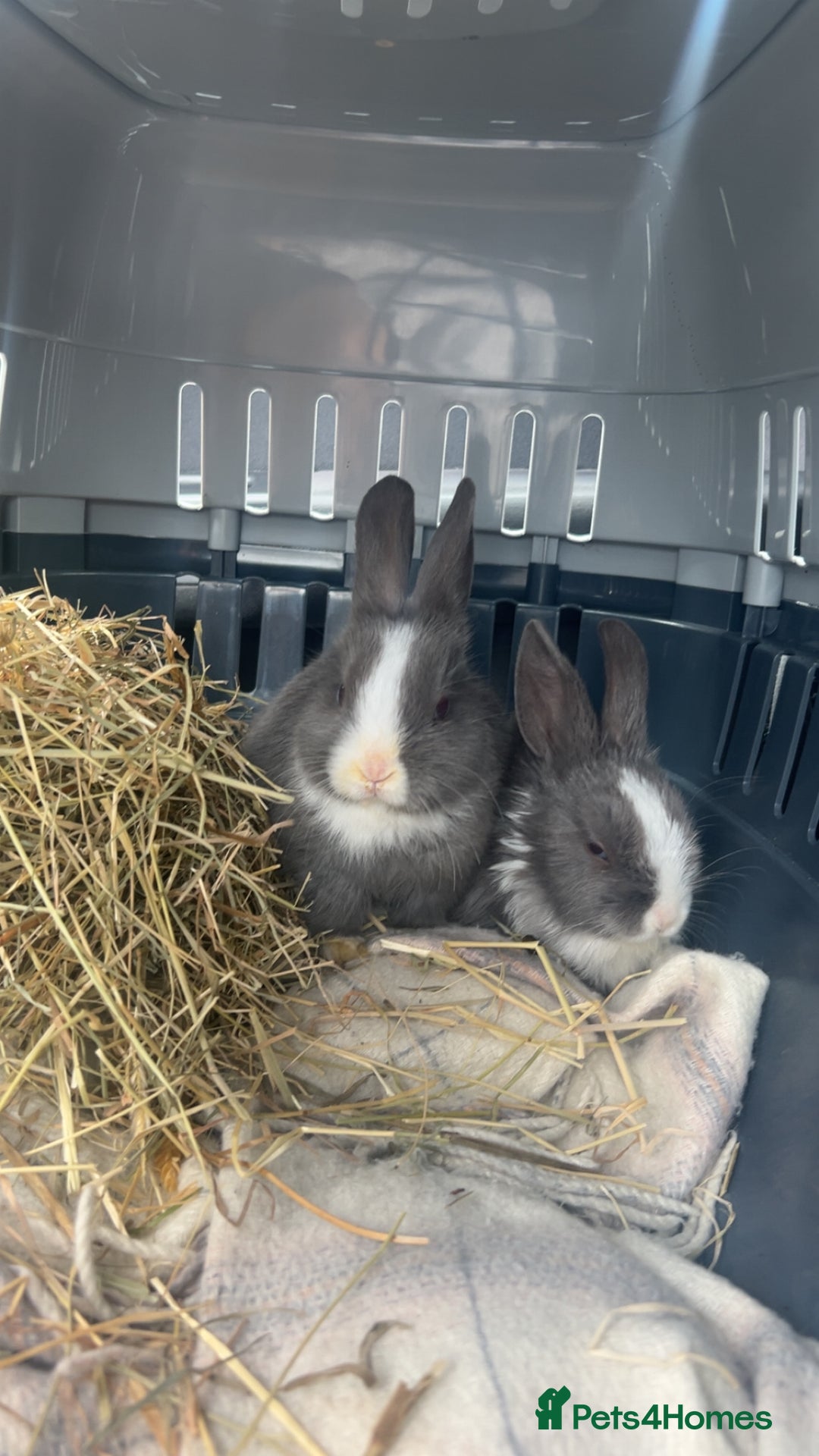 Mini Lop rabbits for sale: Grey and white babies for sale  - Image 1