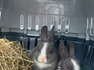 Mini Lop rabbits - Advert 38