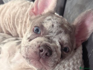 French Bulldog dogs for sale: Merle French bulldog - Advert 1