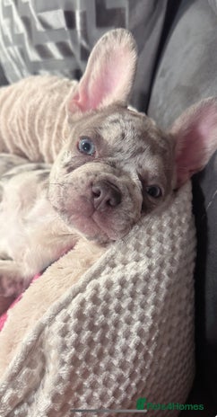 French Bulldog dogs Merle French bulldog - Advert 1