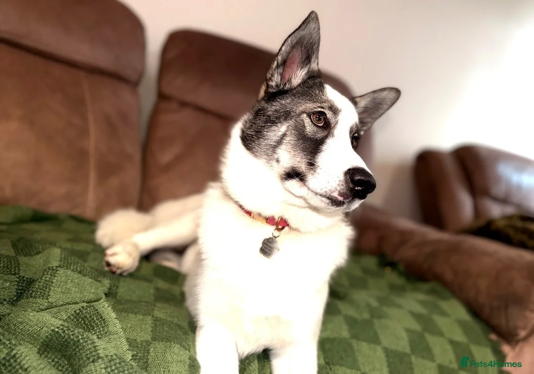 Siberian Husky dogs for sale: 6 months old Husky girl  in Glenrothes - Advert 2