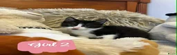 Mixed Breed cats for sale: 🩷Cross Maine Coone Kittens🩷 - Advert 8