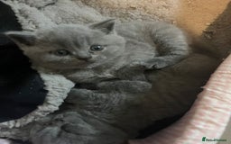 British Shorthair cats for sale: British short hair boys - Image 9