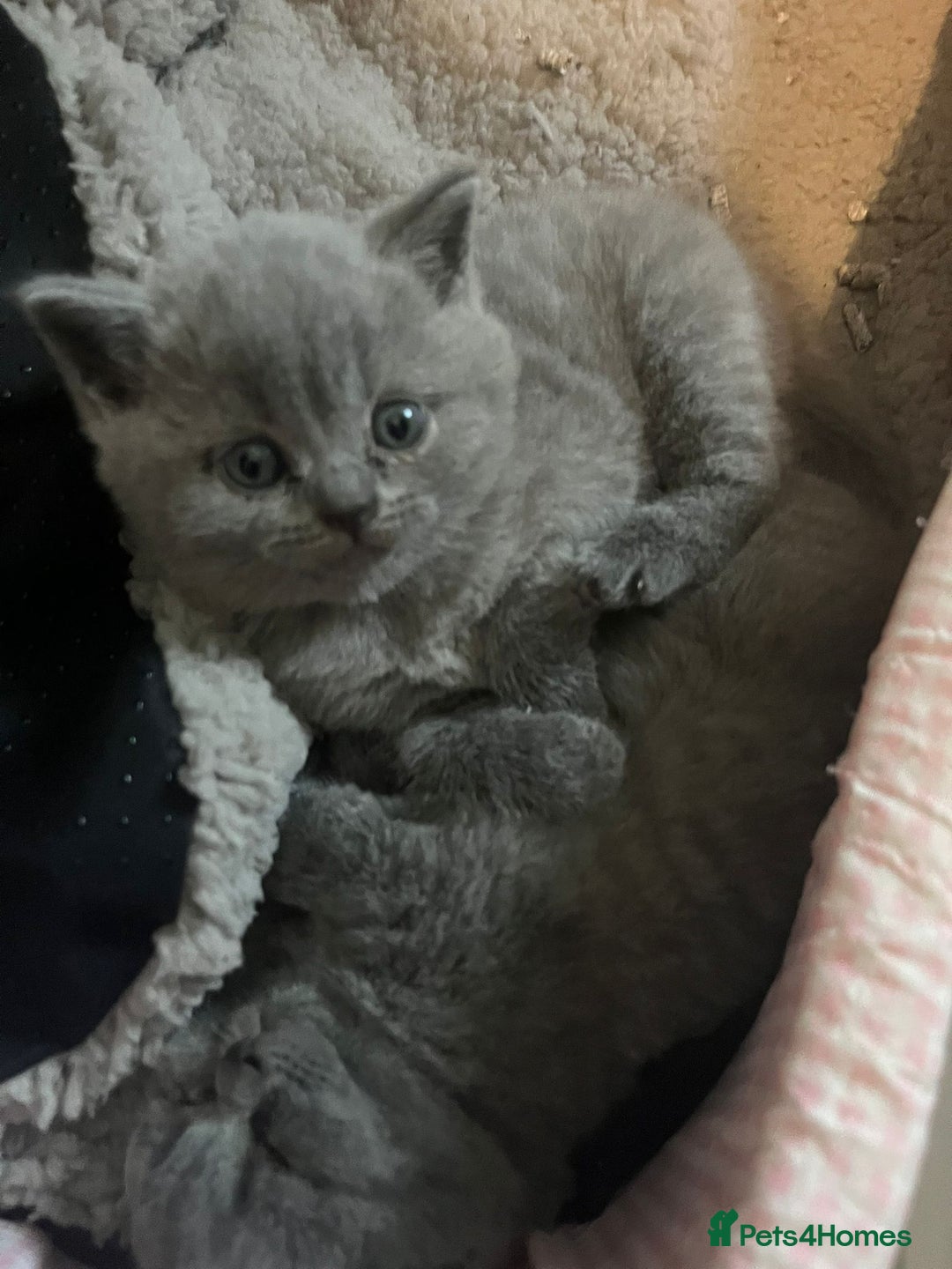 British Shorthair cats for sale: British short hair boys - Image 9