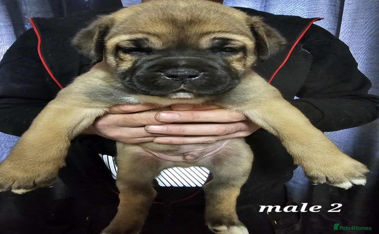 Mixed Breed dogs - Advert 16