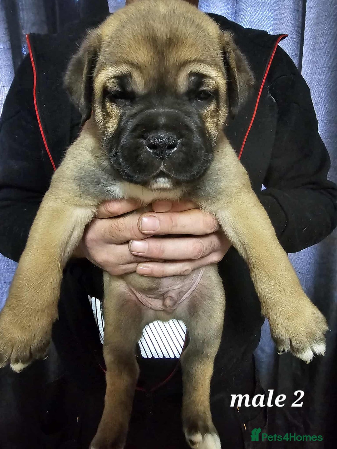Mixed Breed dogs for sale: American bulldog x Staffordshire terrier puppies  - Image 1