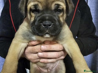 Mixed Breed dogs - Advert 6