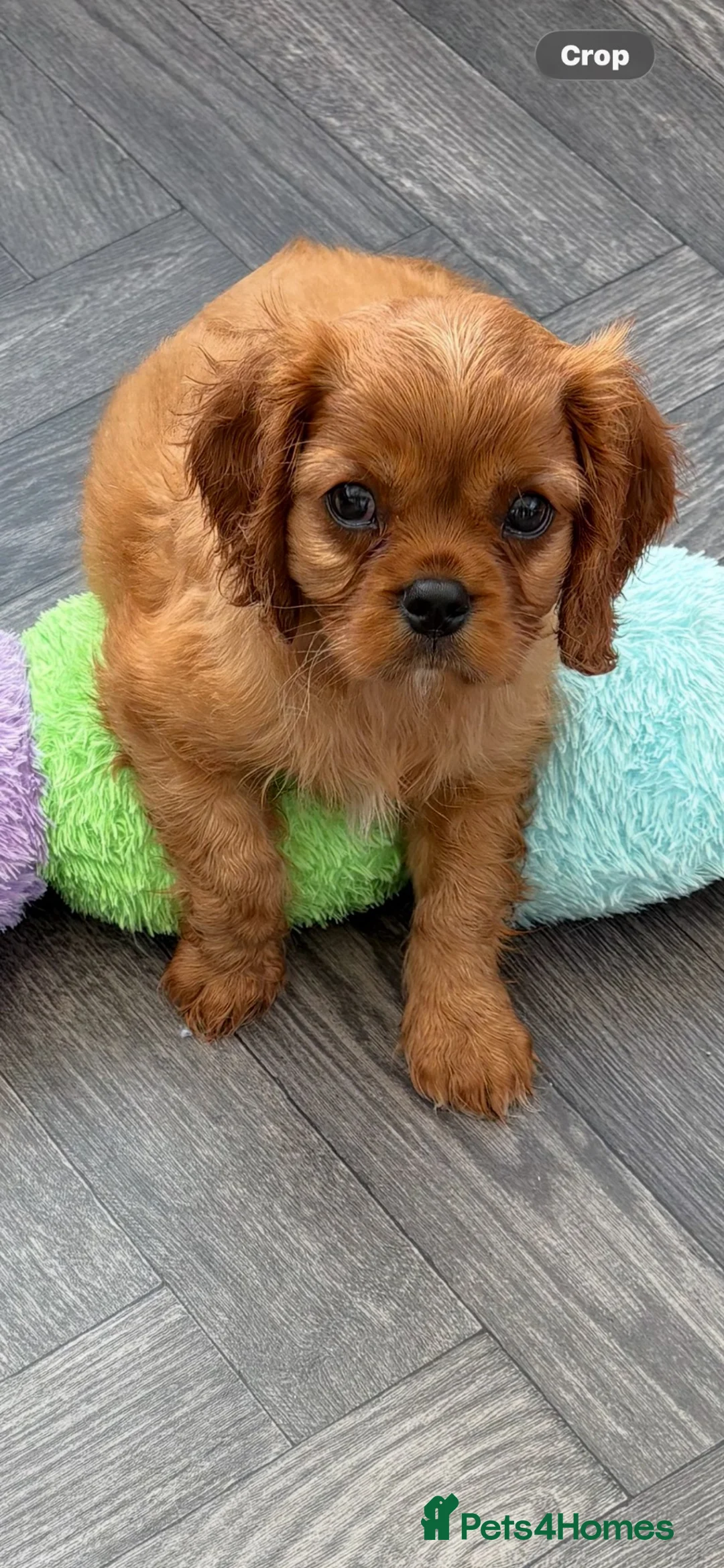 Cavalier King Charles Spaniel dogs for sale: stunning cavalier king charles puppies - Advert 1