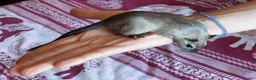 Gerbil rodents for sale: Two beautiful and gentle brothers in Cambridge - Advert 1