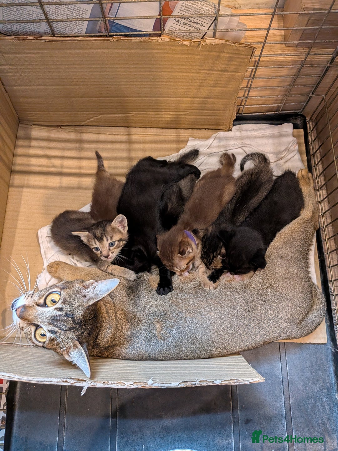 Burmese cats for sale: Burmese cross kittens - Image 7