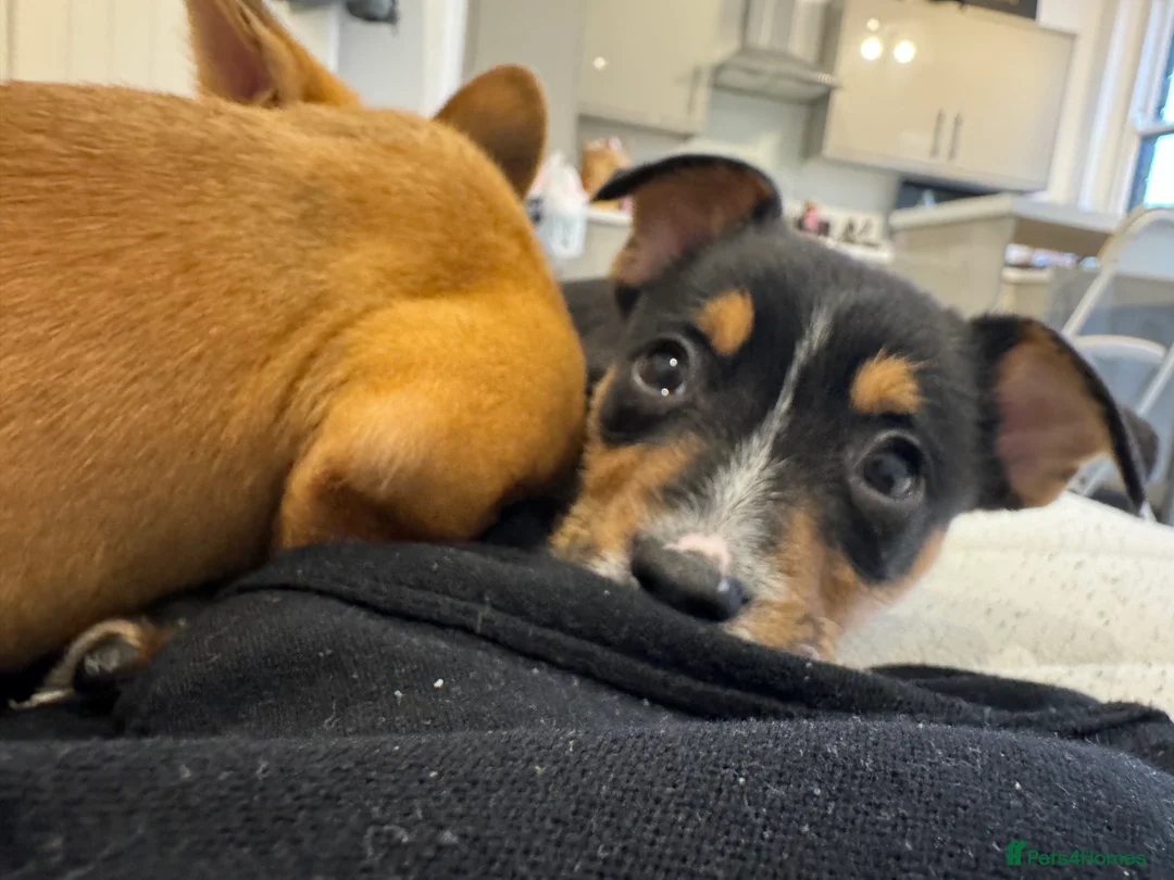 Mixed Breed dogs for sale: Needs to be rejoined  - Advert 4