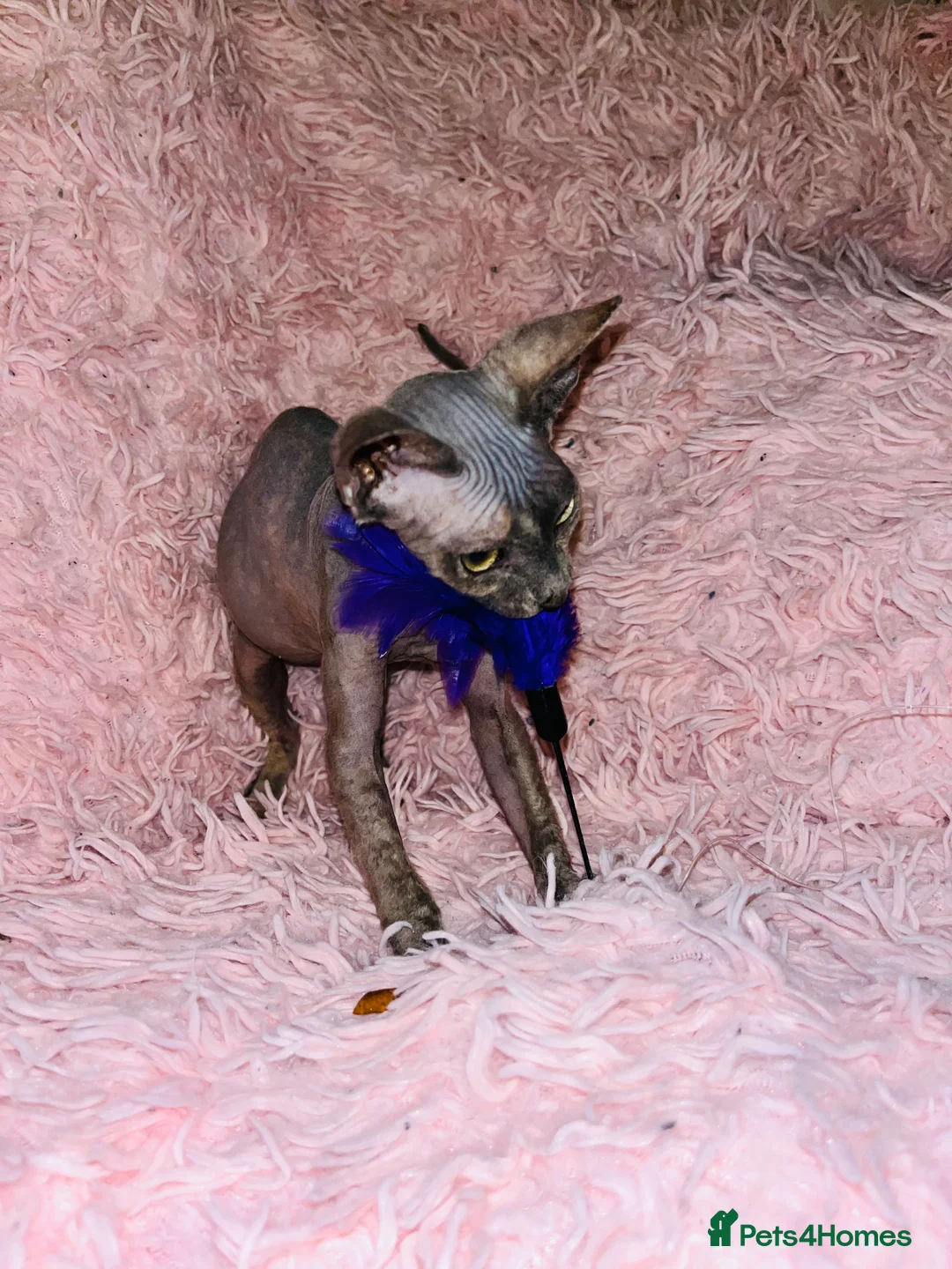 Sphynx cats for sale: Adorable Sphynx Kittens - Advert 7