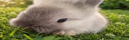 Lionhead rabbits for sale: Beautiful Lionhead Babies  - Advert 14