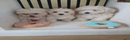 Maltipoo dogs for sale:  Maltipoo puppies ready to go in Doncaster - Advert 3