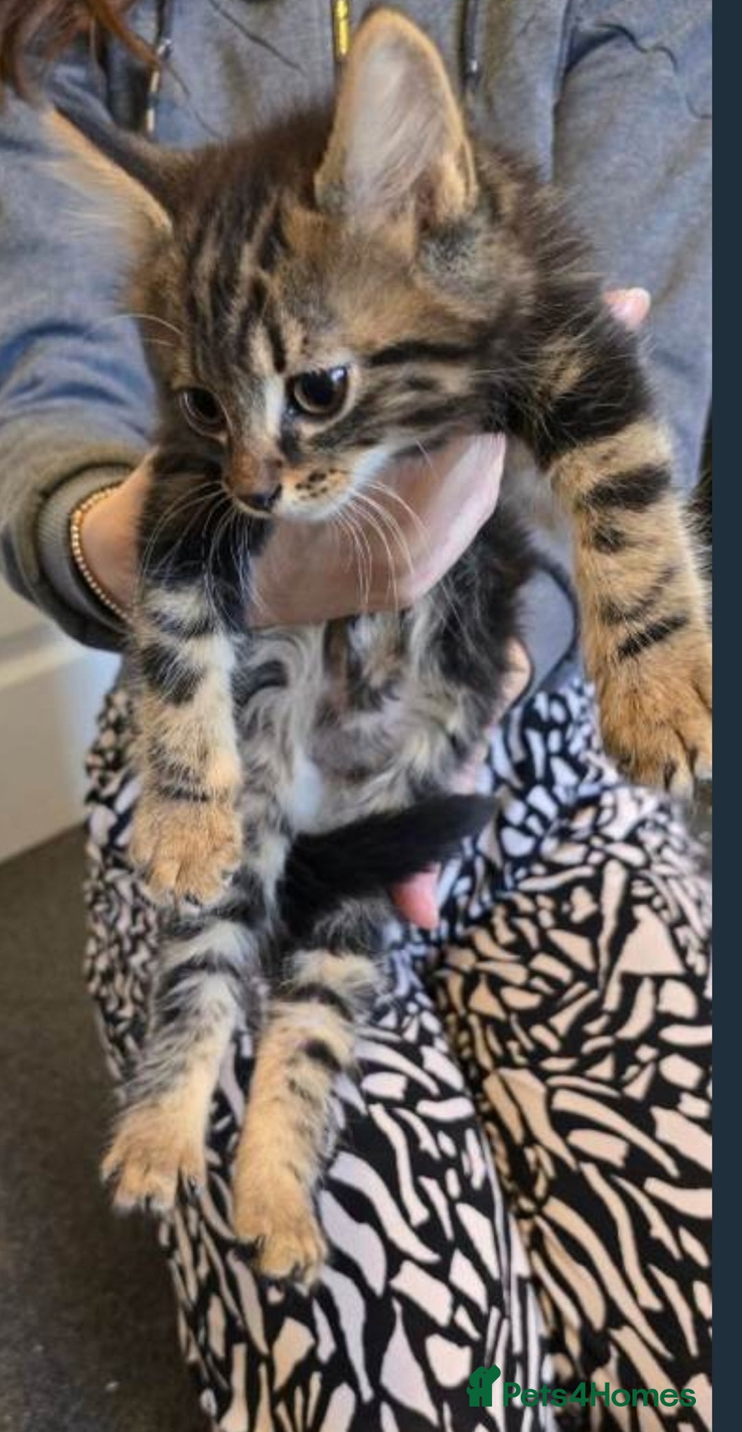 Mixed Breed cats for sale: Maincoon x tabby kittens  - Advert 7
