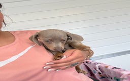 Miniature Dachshund dogs for sale: Mini Dachshund puppies for sale  - Image 4