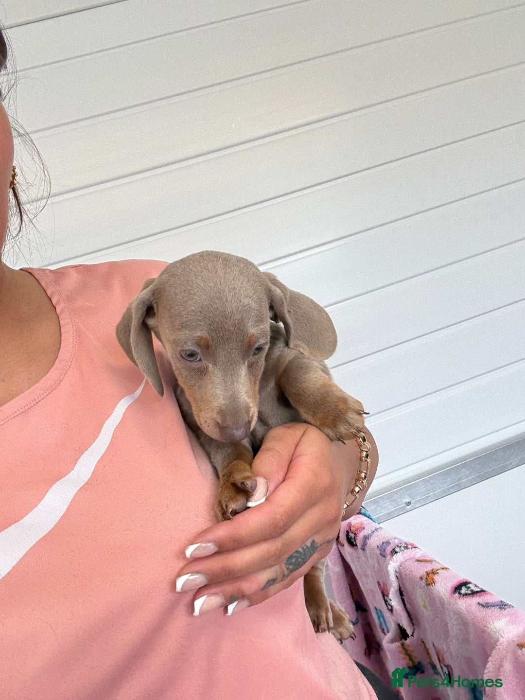 Miniature Dachshund dogs for sale: Mini Dachshund puppies for sale  - Image 4