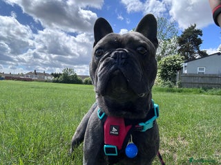 French Bulldog dogs - Advert 8