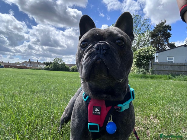 French Bulldog dogs - Advert 8