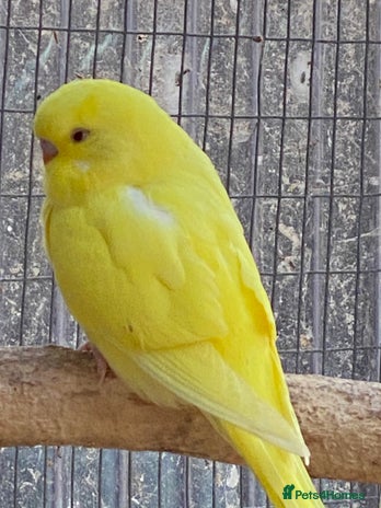 Budgerigars birds - Advert 9