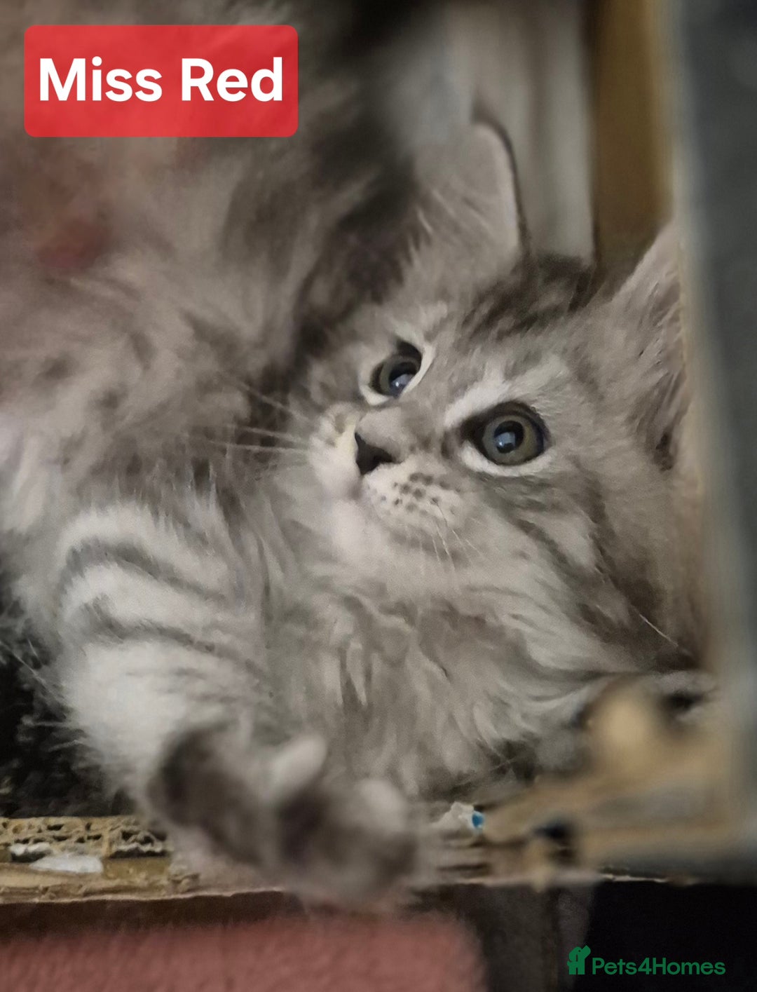 Maine Coon cats for sale: GCCF Pedigree Rare Red Shaded Silver Maine Coons - Advert 8