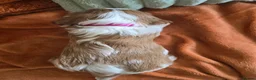 Cavalier King Charles Spaniel dogs for sale: KC Registered Cavalier King Charles Puppies - Advert 4
