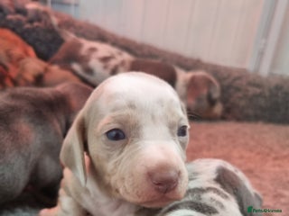 Dachshund dogs 8 Smooth Haired miniature dachshund pups - Advert 15