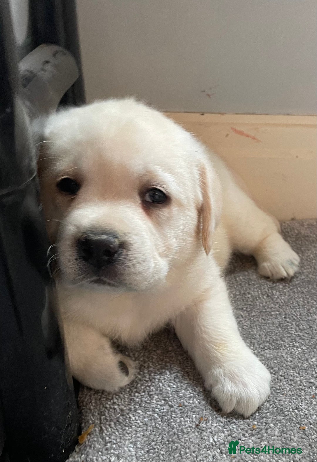 Labrador Retriever dogs for sale: READY NOW - Beautiful Show Type Labrador Puppies - Advert 5