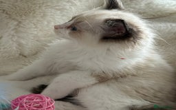 Ragdoll cats for sale: 💙🩷GCCF RAGDOLL KITTENS M&F 9WKS NEUT & SPAYED 🥇 - Image 13