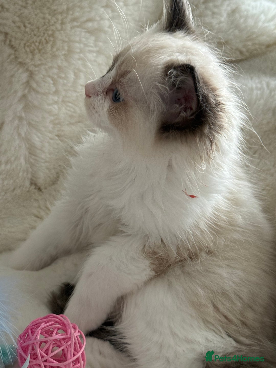 Ragdoll cats for sale: 💙🩷GCCF RAGDOLL KITTENS M&F 9WKS NEUT & SPAYED 🥇 - Image 13