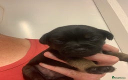 Border Terrier dogs for sale: Quality litter KC Border Terrier pups slem clear - Image 8