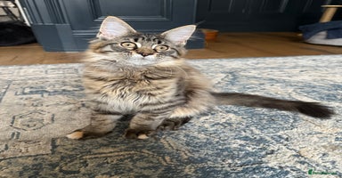 Maine Coon cats Maine Coon Kitten - TICA Registered  - Advert 7