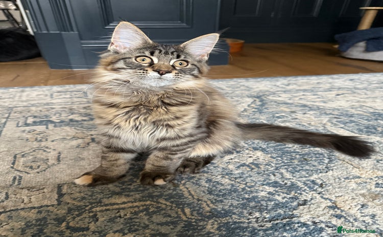 Maine Coon cats - Advert 2