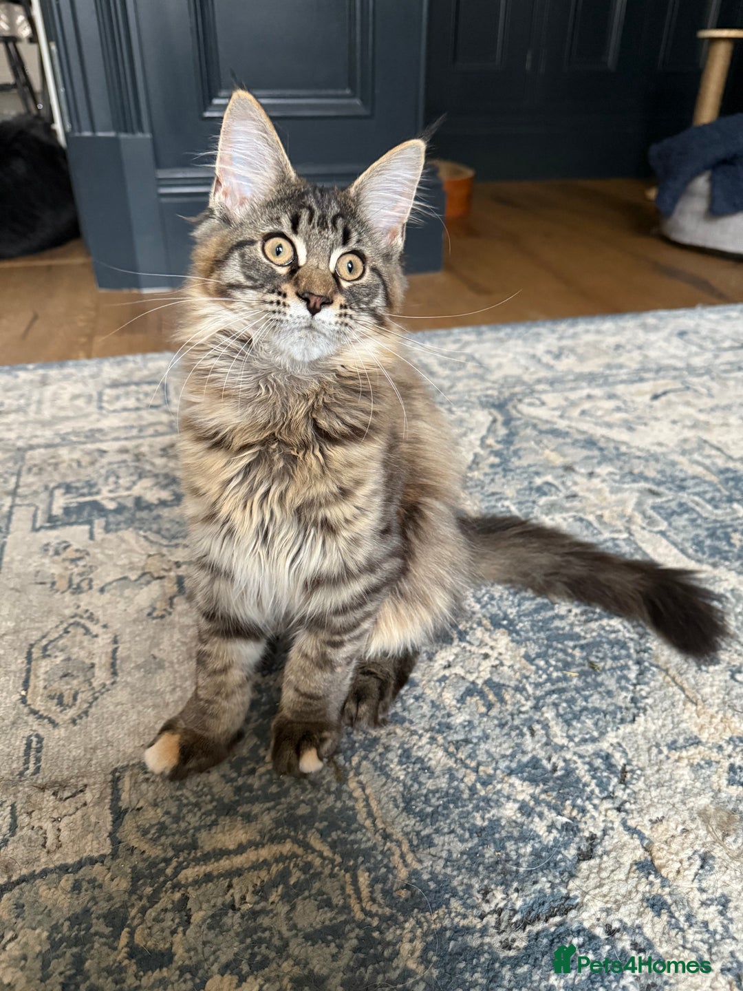 Maine Coon cats for sale: 🐾Only 1 Maine Coon Girl Still Available🐾 - Advert 2