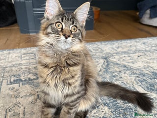 Maine Coon cats - Advert 4