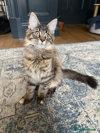 Maine Coon cats - Advert 2