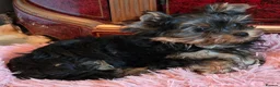 Yorkshire Terrier dogs for sale: Beautiful Yorkshire Terrier Girls - Advert 10