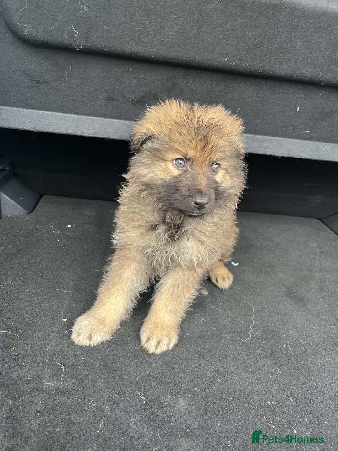 German Shepherd dogs for sale: Beautiful KC Reg Straight Back German Shepherds🐾 - Advert 23