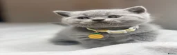 Scottish Fold cats for sale: Schotish straight  - Advert 8