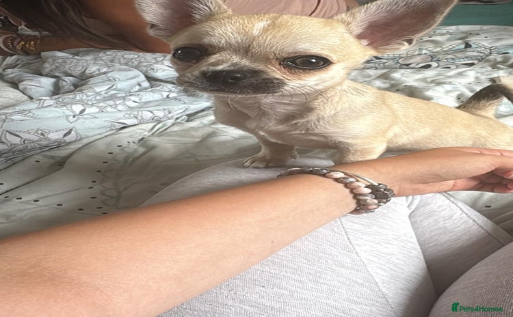 Chihuahua dogs - Advert 2