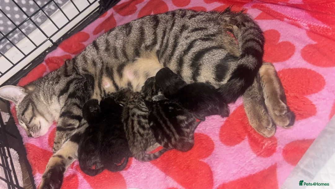 Mixed Breed cats for sale: 2 kittens 11 weeks old in Runcorn - Advert 2