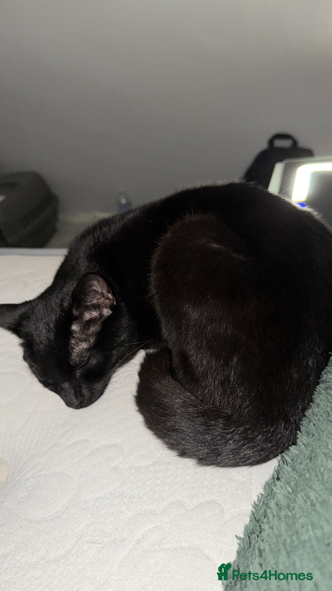 Bombay cats for sale: Bombay 9 months old  - Advert 3