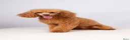 Toy Poodle dogs for sale: Health clear Kc chocolate toy poodles  in Romford - Advert 21