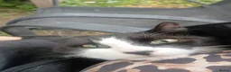 Domestic Shorthair cats for sale: male tuxedo cat - Advert 9
