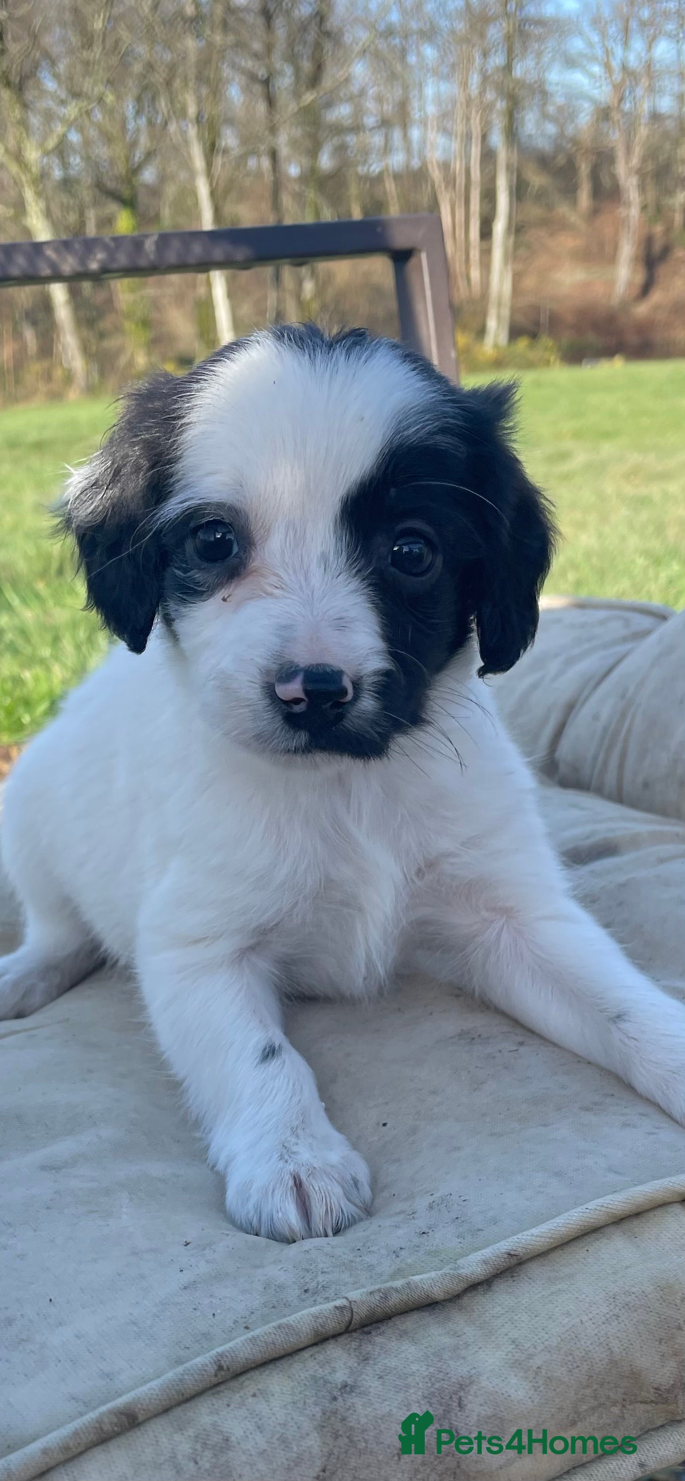 Mixed Breed dogs Absolutely gorgeous female puppy ready to leave  - Advert 2