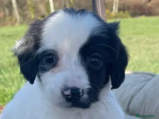 Mixed Breed dogs Absolutely gorgeous female puppy ready to leave - Advert 2