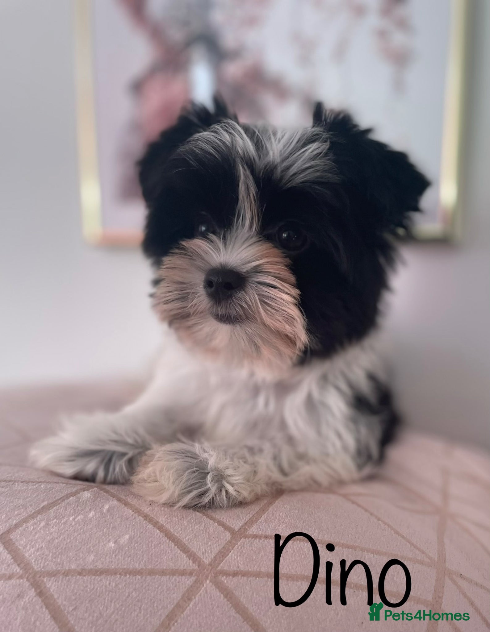 Yorkshire Terrier dogs Beautiful small Biewer Yorkshire Terrier Pedigree  - Advert 4