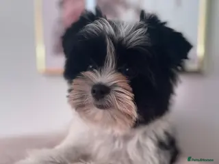 Yorkshire Terrier dogs Beautiful small Biewer Yorkshire Terrier Pedigree - Advert 4