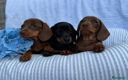 Miniature Dachshund dogs for sale: Kc Registered miniature dachshund  - Image 5
