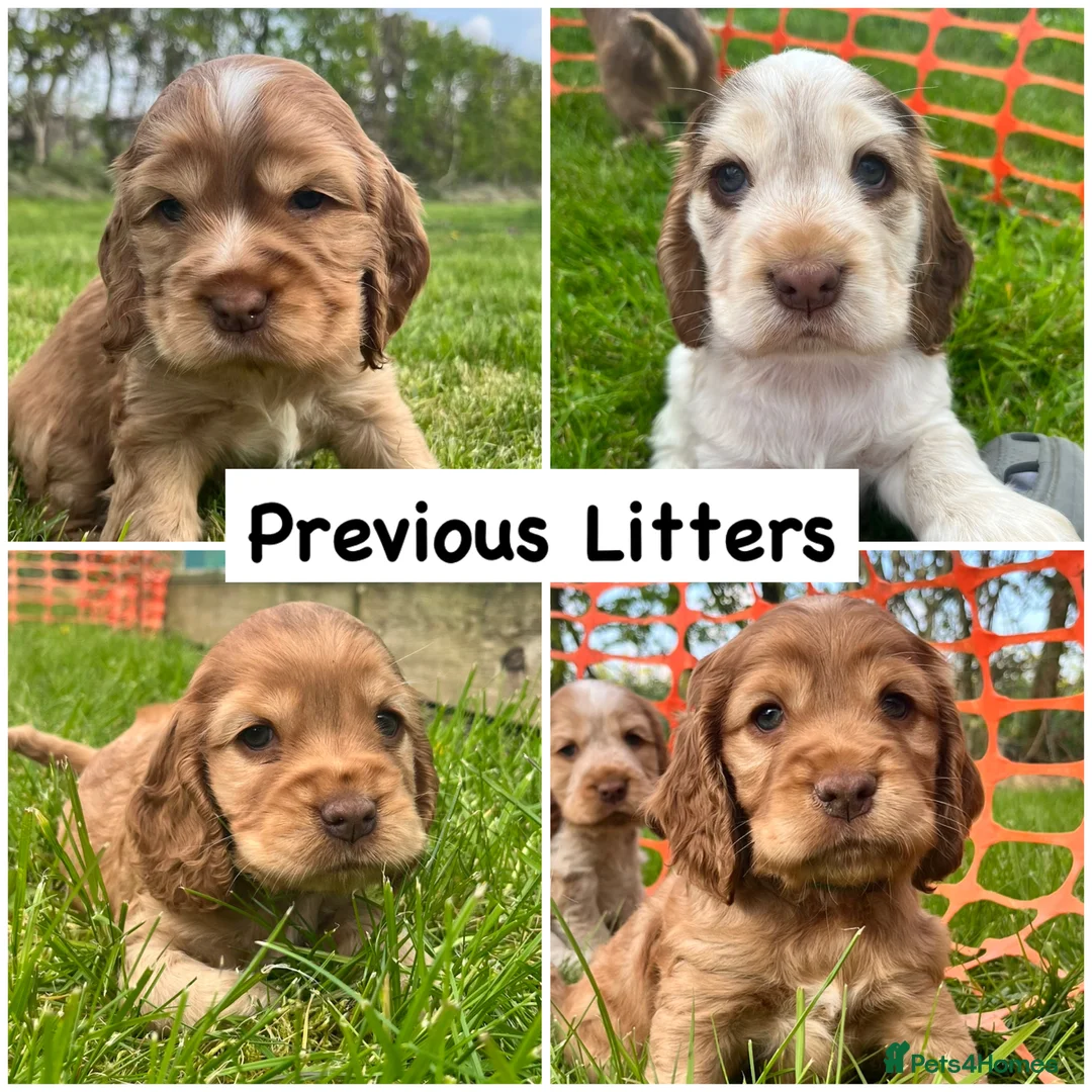 Cocker Spaniel dogs for stud: EXTENSIVELY Health Tested KC Show Cocker STUD in Chesterfield - Advert 15